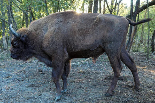 Bison Europe Bison Bonasus Dans Réserve Moldave — Photo