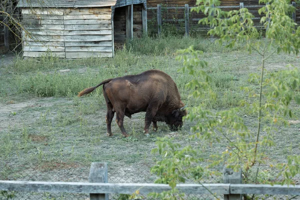 Bisonte Europeu Bison Bonasus Reserva Moldávia — Fotografia de Stock