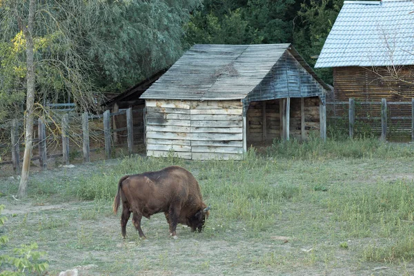 Европейский Бизон Бизон Боназ Молдавском Заповеднике — стоковое фото