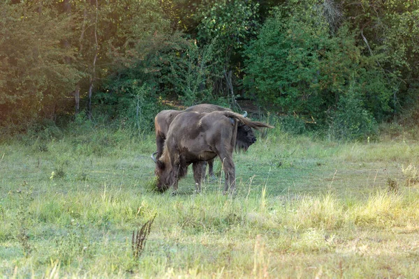 Żubr Europejski Bison Bonasus — Zdjęcie stockowe