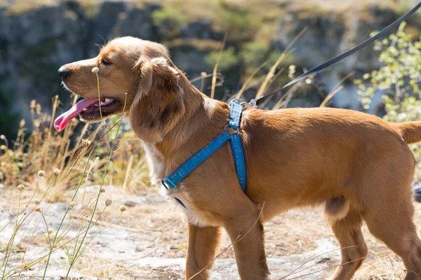 Cachorro Cocker Spaniel Ruivo Fica Topo Com Língua Para Fora — Fotografia de Stock