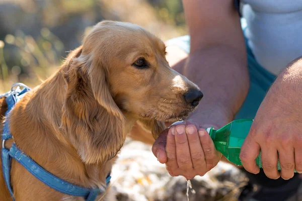 Czerwony Cocker Spaniel Szczeniak Pije Wodę Butelki Właściciel Daje Wodę — Zdjęcie stockowe