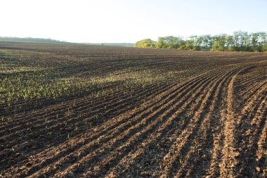 Kahverengi topraklı bir tarlanın üzerinde gün batımı. Güzel sonbahar manzarası.