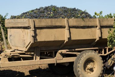 Bastırmak için üzüm dolu büyük bir depo. Geleneksel şarap yapma tekniği..