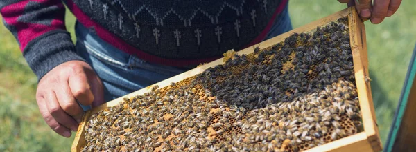 Seorang Petani Pada Lebah Apiary Memegang Frame Dengan Sarang Madu — Stok Foto
