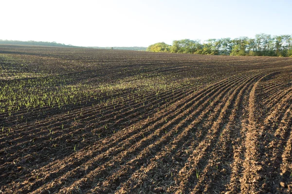 Kahverengi topraklı bir tarlanın üzerinde gün batımı. Güzel sonbahar manzarası.