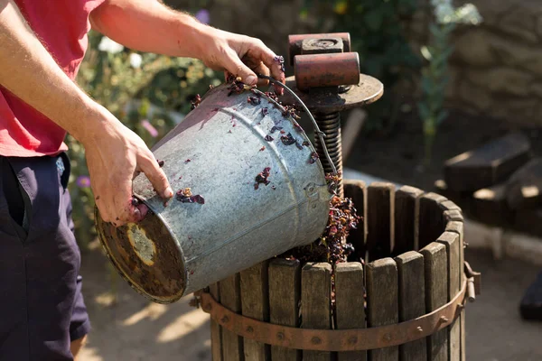 Viticoltore Versa Materie Prime Nella Pressa Produzione Vini Tradizionali Italiani — Foto Stock