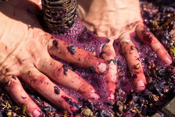 Cave Vin Avec Moût Rouge Vis Hélicoïdale Les Mains Vigneron — Photo