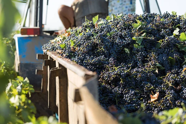 Bastırmak için üzüm dolu büyük bir depo. Geleneksel şarap yapma tekniği..
