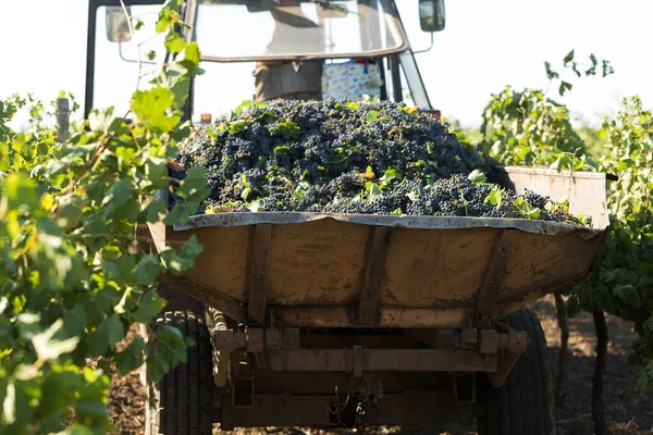 A large storage tank full of grapes for pressing. Traditional old technique of wine making.