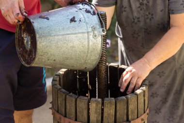 Şarap üreticisi basına hammadde döker. Geleneksel İtalyan şarabı üretimi, üzüm ezme.