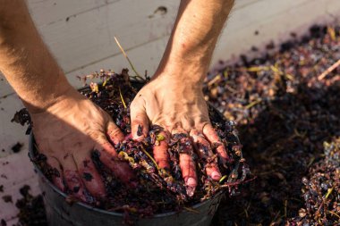 Kırmızılı şarap presi ve sarmal vida. Şarap üreticisinin elleri kapalı..