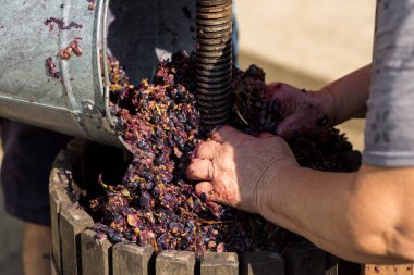 Kırmızılı şarap presi ve sarmal vida. Geleneksel İtalyan şarabı üretimi, üzüm ezme.