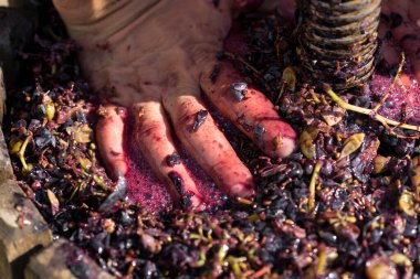 Kırmızılı şarap presi ve sarmal vida. Şarap üreticisinin elleri kapalı..