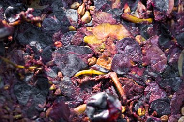 Kırmızılı şarap presi ve sarmal vida. Geleneksel İtalyan şarabı üretimi, üzüm ezme.