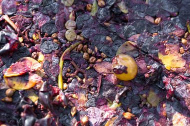 Kırmızılı şarap presi ve sarmal vida. Geleneksel İtalyan şarabı üretimi, üzüm ezme.