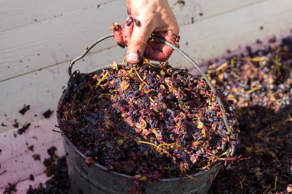 Torchio Con Mosto Rosso Vite Elicoidale Mani Del Vignaiolo Chiudono — Foto Stock