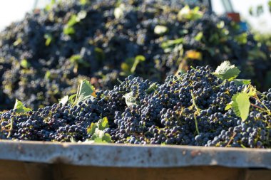 Bastırmak için üzüm dolu büyük bir depo. Geleneksel şarap yapma tekniği..