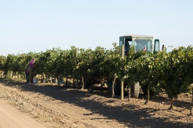 Üzüm bağından üzüm toplayan çiftçiler. Sonbahar hasadı.