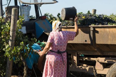 İşçiler üzüm bağındaki bir karavana mavi üzüm dökerler. Sonbahar hasadı.