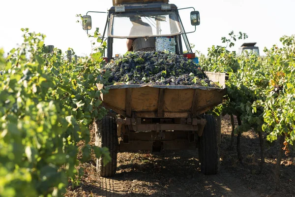 A large storage tank full of grapes for pressing. Traditional old technique of wine making.