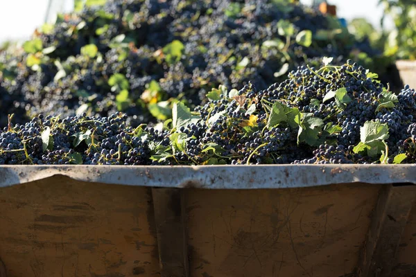 Large Storage Tank Full Grapes Pressing Traditional Old Technique Wine — Stock Photo, Image