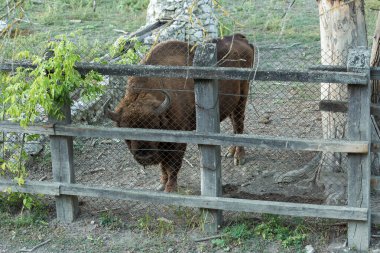 Avrupa bizonu - Moldova rezervinde Bizon bonasusu.