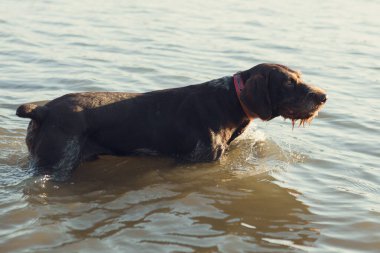 Alman avcı köpeği Drathaar, güzel köpek portresi..