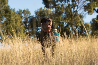 Alman avcı köpeği Drathaar, güzel köpek portresi..