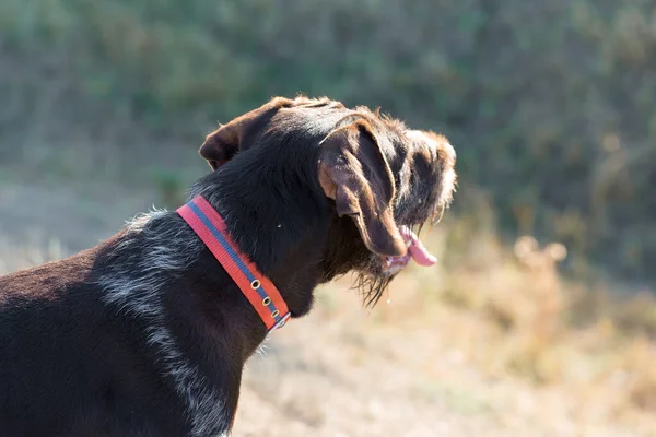 Caccia Tedesca Cane Drathaar Bellissimo Ritratto Del Cane Caccia — Foto Stock