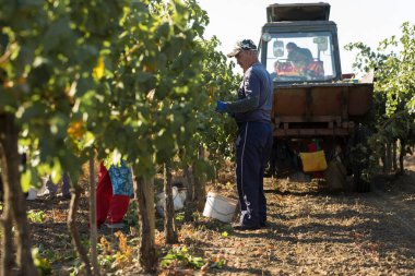 Taraclia, Moldova, 09.15.2020. Üzüm bağından üzüm toplayan çiftçiler. Sonbahar hasadı.