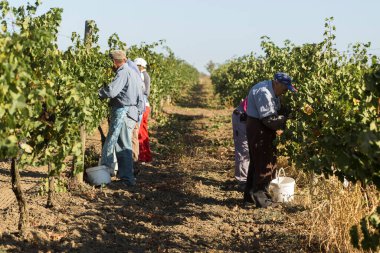 Taraclia, Moldova, 09.15.2020. Üzüm bağından üzüm toplayan çiftçiler. Sonbahar hasadı.