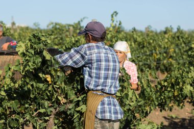 Taraclia, Moldova, 09.15.2020. Üzüm bağından üzüm toplayan çiftçiler. Sonbahar hasadı.