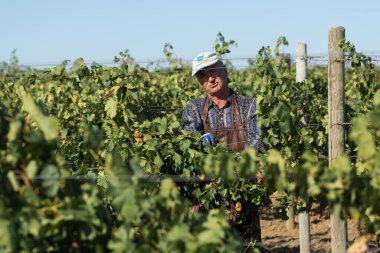 Taraclia, Moldova, 09.15.2020. Üzüm bağından üzüm toplayan çiftçiler. Sonbahar hasadı.