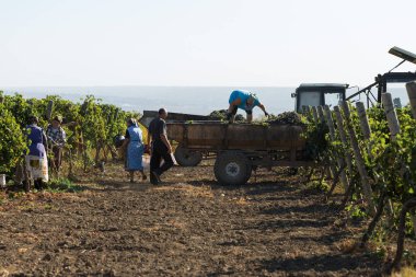 Taraclia, Moldova, 09.15.2020. Üzüm bağından üzüm toplayan çiftçiler. Sonbahar hasadı.