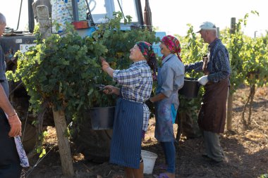 Taraclia, Moldova, 09.15.2020. Üzüm bağından üzüm toplayan çiftçiler. Sonbahar hasadı.