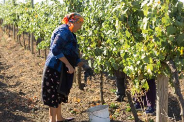 Taraclia, Moldova, 09.15.2020. Üzüm bağından üzüm toplayan çiftçiler. Sonbahar hasadı.