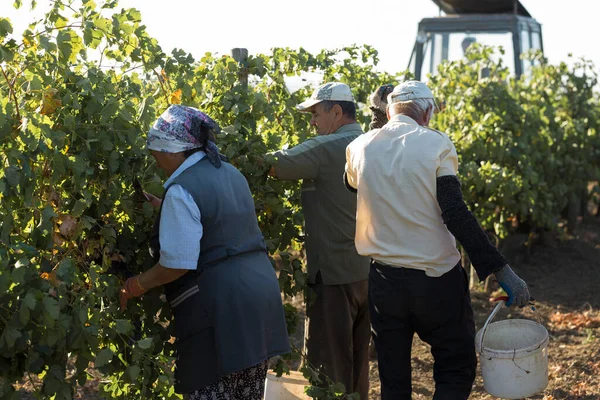 Taraclia Moldova 2020 Agricoltori Che Raccolgono Uva Vigneto Raccolta Autunnale — Foto Stock