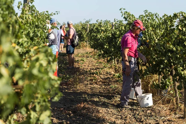 Taraklia Moldavien 2020 Jordbrukare Som Skördar Druvor Från Vingård Höstskörd — Stockfoto