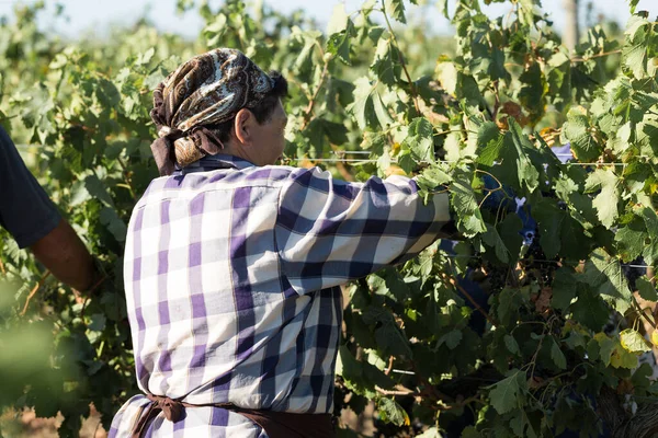 Taraclia Moldova 2020 Agricoltori Che Raccolgono Uva Vigneto Raccolta Autunnale — Foto Stock