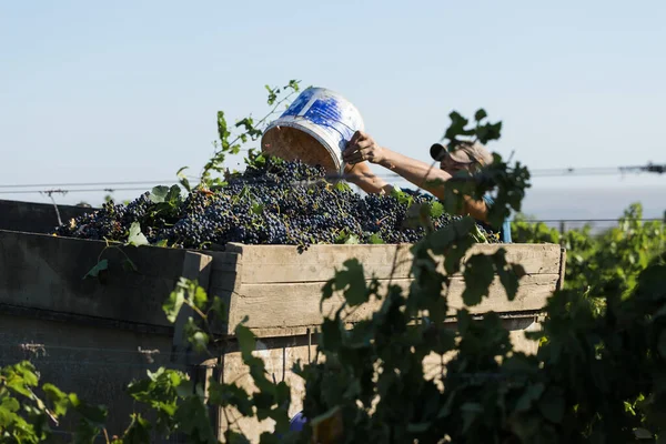 Taraklia Moldavien 2020 Jordbrukare Som Skördar Druvor Från Vingård Höstskörd — Stockfoto