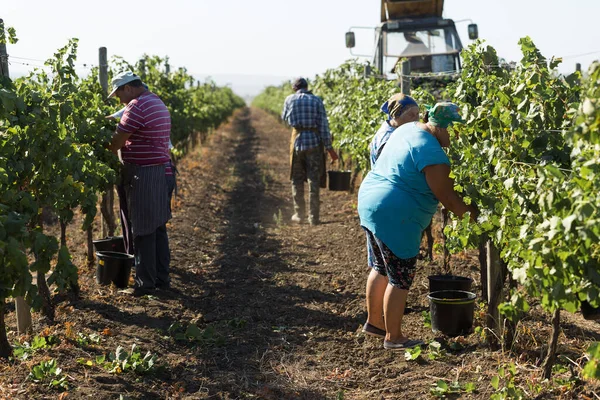 Taraclia Moldova 2020 Agricoltori Che Raccolgono Uva Vigneto Raccolta Autunnale — Foto Stock