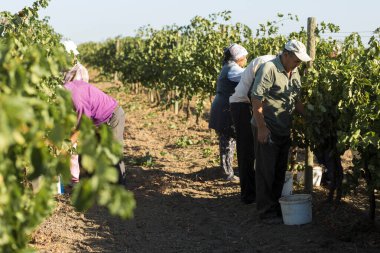 Taraclia, Moldova, 09.15.2020. Üzüm bağından üzüm toplayan çiftçiler. Sonbahar hasadı.