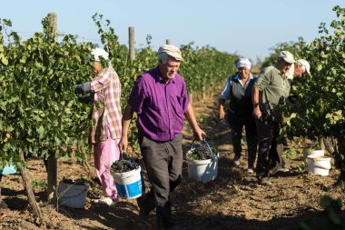 Taraclia, Moldova, 09.15.2020. Üzüm bağından üzüm toplayan çiftçiler. Sonbahar hasadı.
