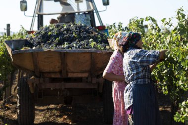 Taraclia, Moldova, 09.15.2020. Üzüm bağından üzüm toplayan çiftçiler. Sonbahar hasadı.