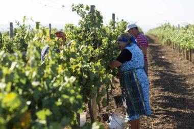 Taraclia, Moldova, 09.15.2020. Üzüm bağından üzüm toplayan çiftçiler. Sonbahar hasadı.