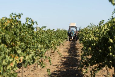 Taraclia, Moldova, 09.15.2020. Üzüm bağından üzüm toplayan çiftçiler. Sonbahar hasadı.