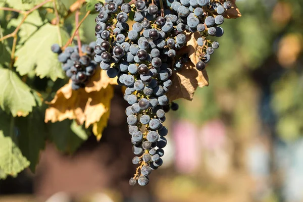 Vineyard Plantation Summer Green Growing Vine Formed Bushes — Stock Photo, Image