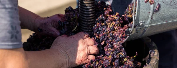 Prensa Vino Con Mosto Rojo Tornillo Helicoidal Producción Vinos Tradicionales — Foto de Stock