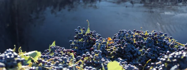 A large storage tank full of grapes for pressing. Traditional old technique of wine making.